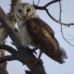 Tyto alba (Barn Owl) at Fyshwick, ACT - 15 Sep 2018 by roymcd