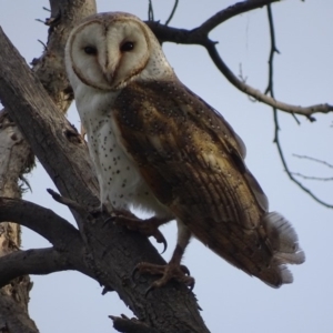 Tyto alba at Fyshwick, ACT - 15 Sep 2018 05:38 PM