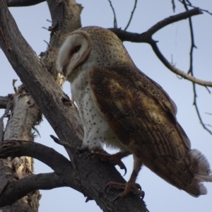 Tyto alba at Fyshwick, ACT - 15 Sep 2018