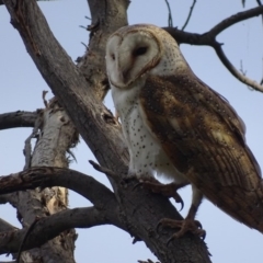 Tyto alba at Fyshwick, ACT - 15 Sep 2018 05:38 PM