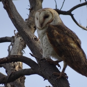 Tyto alba at Fyshwick, ACT - 15 Sep 2018 05:38 PM