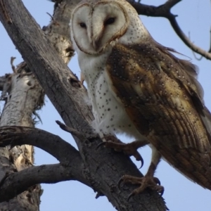 Tyto javanica at Fyshwick, ACT - 15 Sep 2018 05:38 PM