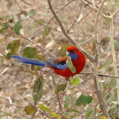 Platycercus elegans (Crimson Rosella) at Red Hill Nature Reserve - 12 Sep 2018 by MatthewFrawley