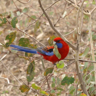 Platycercus elegans (Crimson Rosella) at Red Hill Nature Reserve - 12 Sep 2018 by MatthewFrawley