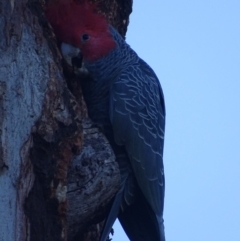 Callocephalon fimbriatum (Gang-gang Cockatoo) at Acton, ACT - 16 Sep 2018 by roymcd