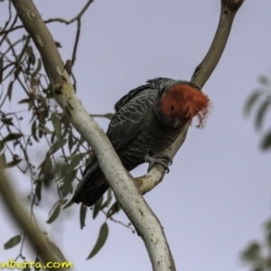 Callocephalon fimbriatum at Deakin, ACT - 15 Sep 2018