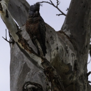 Callocephalon fimbriatum at Deakin, ACT - 15 Sep 2018