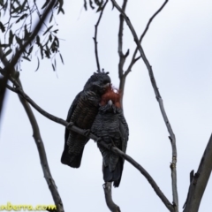 Callocephalon fimbriatum at Deakin, ACT - 15 Sep 2018