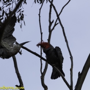 Callocephalon fimbriatum at Deakin, ACT - 15 Sep 2018