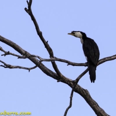 Microcarbo melanoleucos (Little Pied Cormorant) at Molonglo Valley, ACT - 8 Sep 2018 by BIrdsinCanberra
