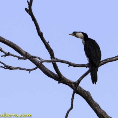 Microcarbo melanoleucos (Little Pied Cormorant) at Molonglo Valley, ACT - 9 Sep 2018 by JonSteinbeck
