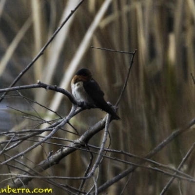 Hirundo neoxena (Welcome Swallow) at Lake Burley Griffin West - 8 Sep 2018 by BIrdsinCanberra