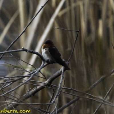 Hirundo neoxena (Welcome Swallow) at Molonglo Valley, ACT - 9 Sep 2018 by JonSteinbeck