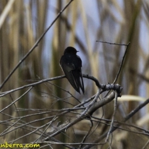 Hirundo neoxena at Molonglo Valley, ACT - 9 Sep 2018 08:29 AM