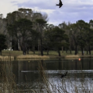 Hirundo neoxena at Molonglo Valley, ACT - 9 Sep 2018 08:29 AM