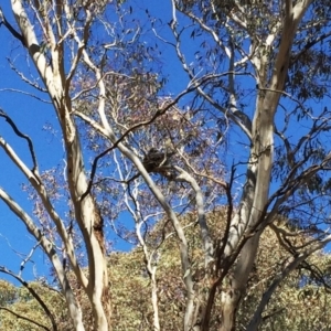 Podargus strigoides at Garran, ACT - 17 Sep 2018