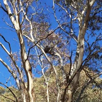 Podargus strigoides (Tawny Frogmouth) at Red Hill to Yarralumla Creek - 17 Sep 2018 by ruthkerruish