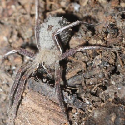 Argoctenus sp. (genus) (Wandering ghost spider) at Amaroo, ACT - 17 Sep 2018 by Harrisi