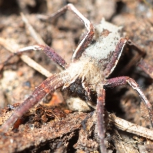 Argoctenus sp. (genus) at Amaroo, ACT - 17 Sep 2018