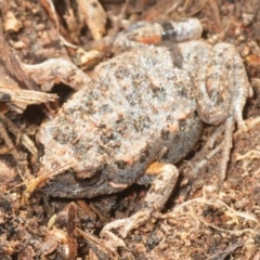 Uperoleia laevigata (Smooth Toadlet) at Goorooyarroo NR (ACT) - 17 Sep 2018 by Harrisi