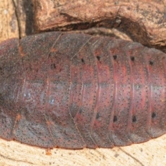 Laxta sp. (genus) (Bark cockroach) at Amaroo, ACT - 17 Sep 2018 by Harrisi
