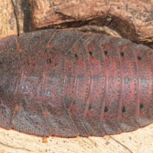 Laxta sp. (genus) at Amaroo, ACT - 17 Sep 2018 11:08 AM