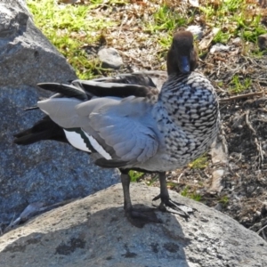 Chenonetta jubata at Molonglo Valley, ACT - 17 Sep 2018 12:37 PM