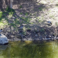 Chenonetta jubata at Molonglo Valley, ACT - 17 Sep 2018 12:37 PM