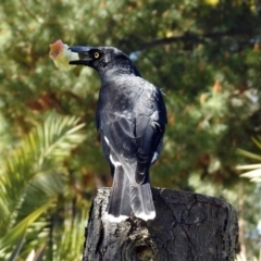 Strepera graculina (Pied Currawong) at National Zoo and Aquarium - 17 Sep 2018 by RodDeb