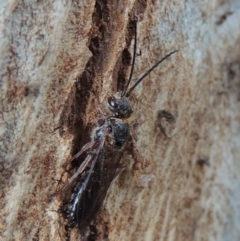 Tiphiidae (family) (Unidentified Smooth flower wasp) at Point Hut to Tharwa - 16 Sep 2018 by michaelb