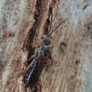 Tiphiidae (family) at Paddys River, ACT - 16 Sep 2018 05:47 PM