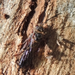 Tiphiidae (family) at Paddys River, ACT - 16 Sep 2018 05:47 PM