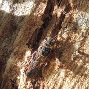 Tiphiidae (family) at Paddys River, ACT - 16 Sep 2018 05:47 PM