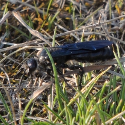 Austroscolia soror (Blue Flower Wasp) at Coombs, ACT - 11 Sep 2018 by MichaelBedingfield