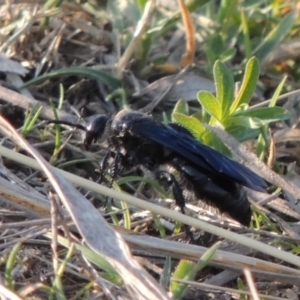 Austroscolia soror at Molonglo River Reserve - 11 Sep 2018