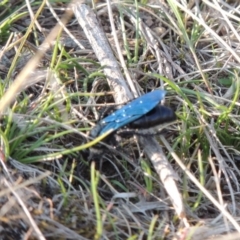 Austroscolia soror at Molonglo River Reserve - 11 Sep 2018