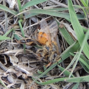 Apis mellifera at Molonglo River Reserve - 11 Sep 2018 06:31 PM