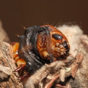 Metura elongatus at Evatt, ACT - 15 Sep 2018 03:40 PM