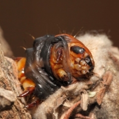 Metura elongatus at Evatt, ACT - 15 Sep 2018