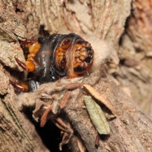 Metura elongatus at Evatt, ACT - 15 Sep 2018 03:40 PM