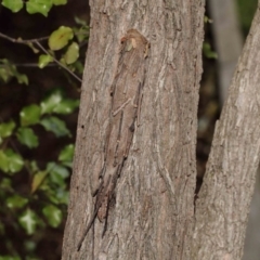 Metura elongatus at Evatt, ACT - 15 Sep 2018