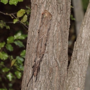 Metura elongatus at Evatt, ACT - 15 Sep 2018 03:40 PM