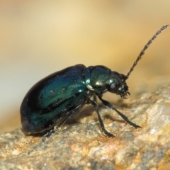 Altica sp. (genus) (Flea beetle) at Acton, ACT - 15 Sep 2018 by Tim L