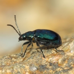 Altica sp. (genus) at Acton, ACT - 15 Sep 2018