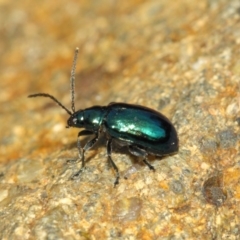 Altica sp. (genus) at Acton, ACT - 15 Sep 2018