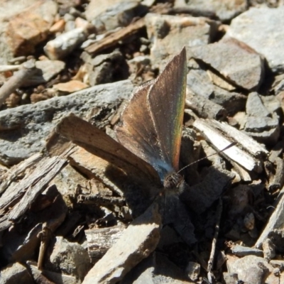 Erina acasta (Blotched Dusky-blue) at Aranda Bushland - 18 Sep 2018 by CathB