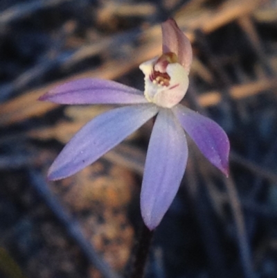 Caladenia fuscata (Dusky Fingers) at Mount Taylor - 17 Sep 2018 by PeterR