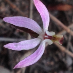 Caladenia fuscata at Mount Taylor - 17 Sep 2018