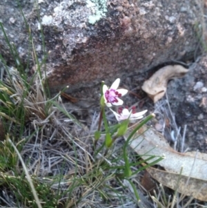 Wurmbea dioica subsp. dioica at Mount Taylor - 17 Sep 2018 05:57 PM