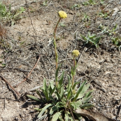 Craspedia variabilis (Common Billy Buttons) at Mount Painter - 15 Sep 2018 by CathB